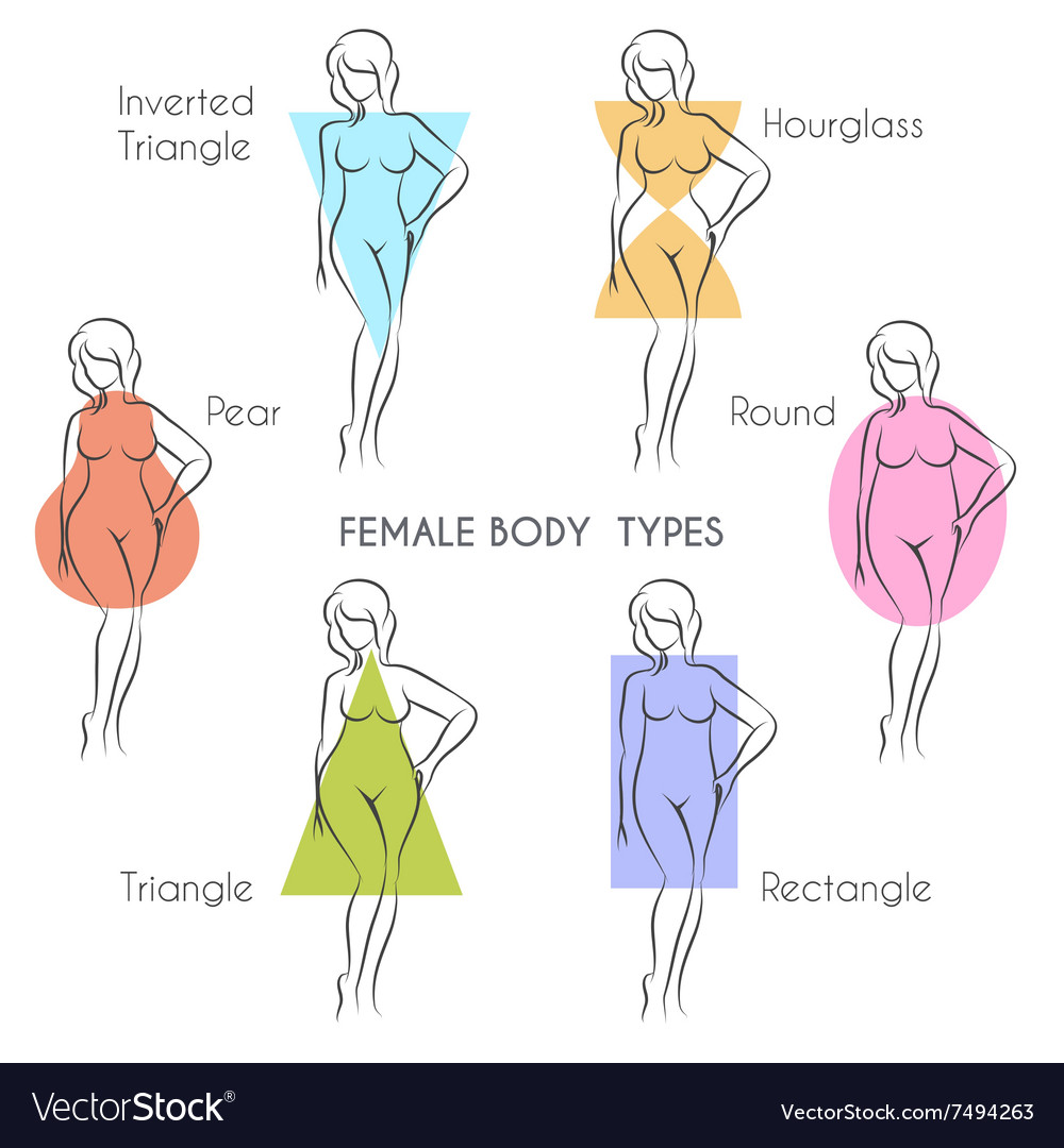 female-body-types-royalty-free-vector-image-vectorstock