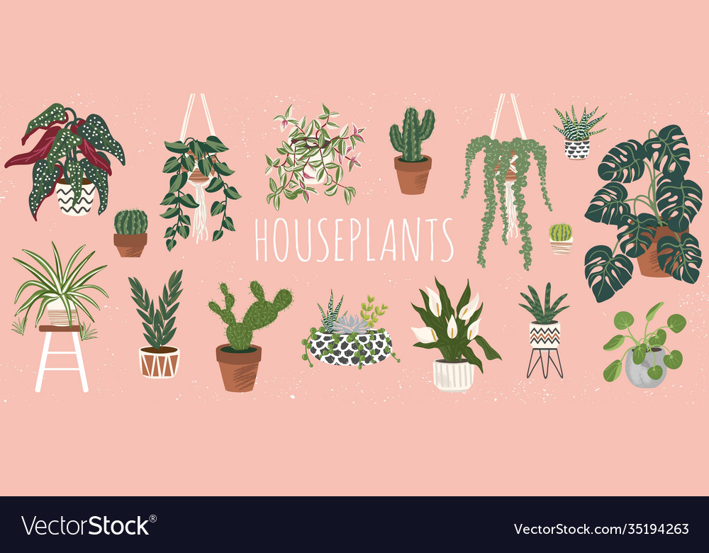 House plants set trendy home decor