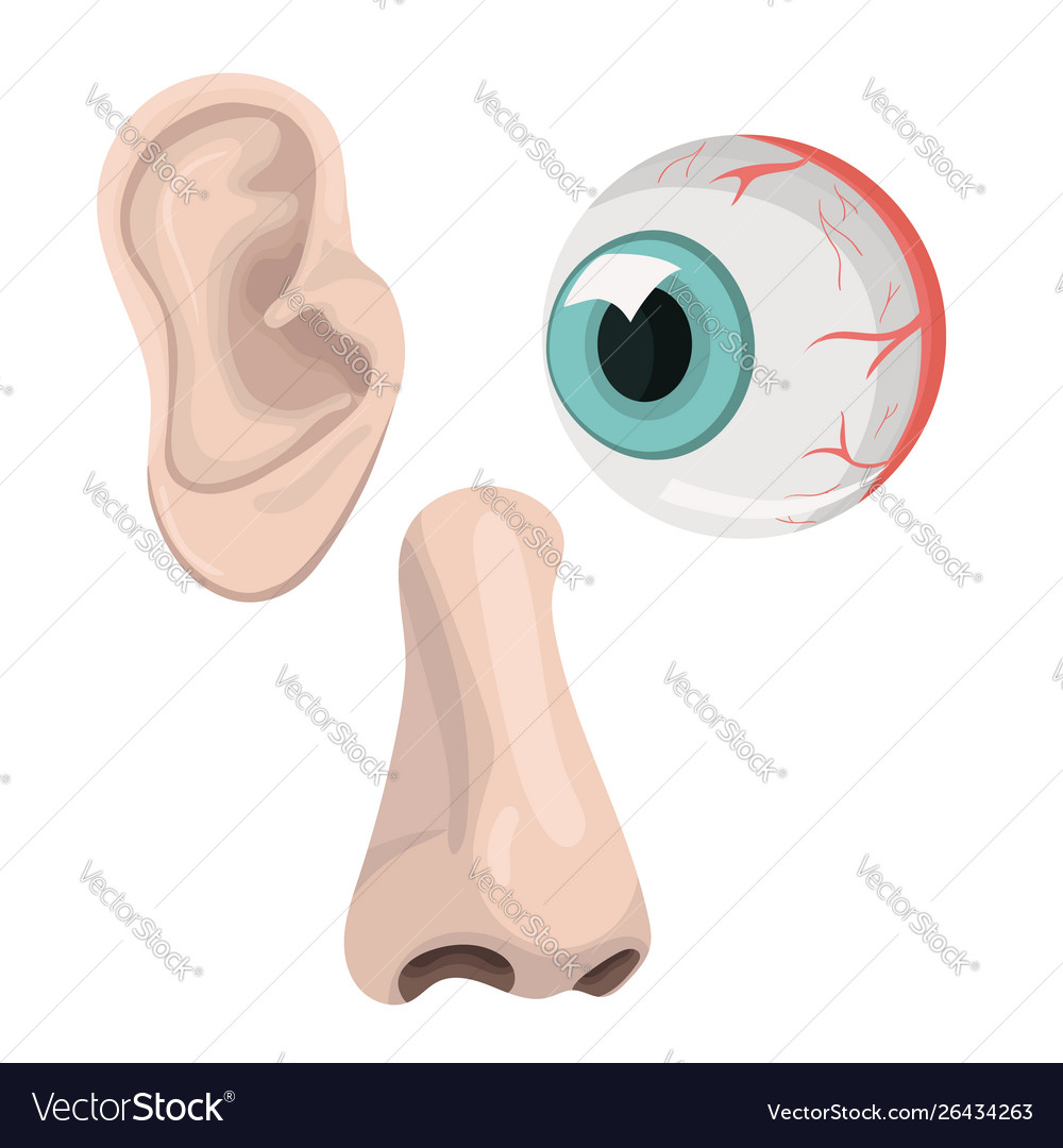 Set eyes ear and nose templates isolated Vector Image