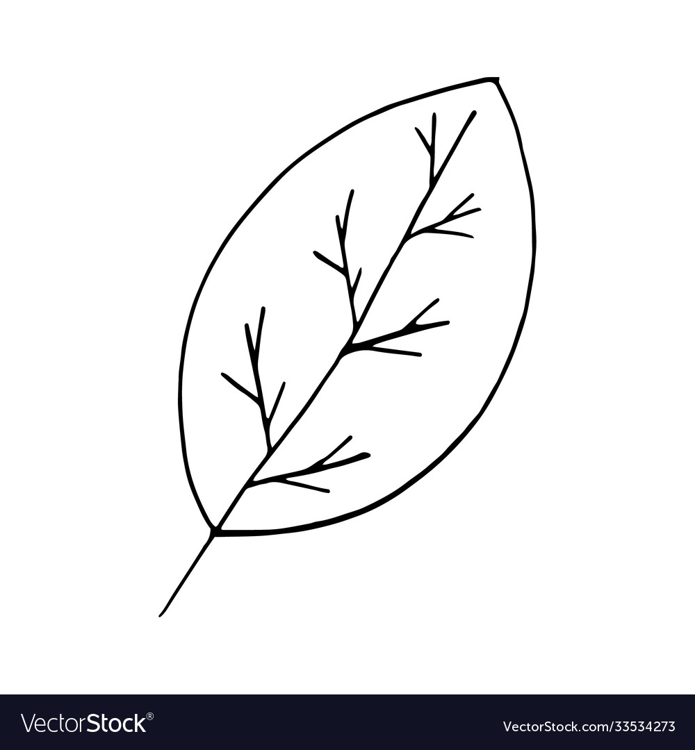 Leaf hand drawn in doodle style single element Vector Image