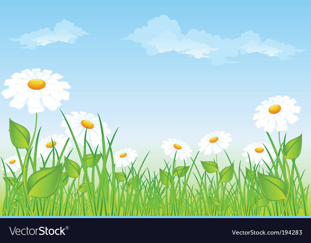 Field daisies Royalty Free Vector Image VectorStock