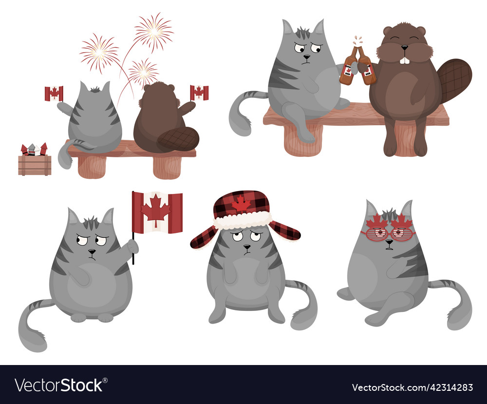 Graue graue Katze und Biber canada Tageskollektion