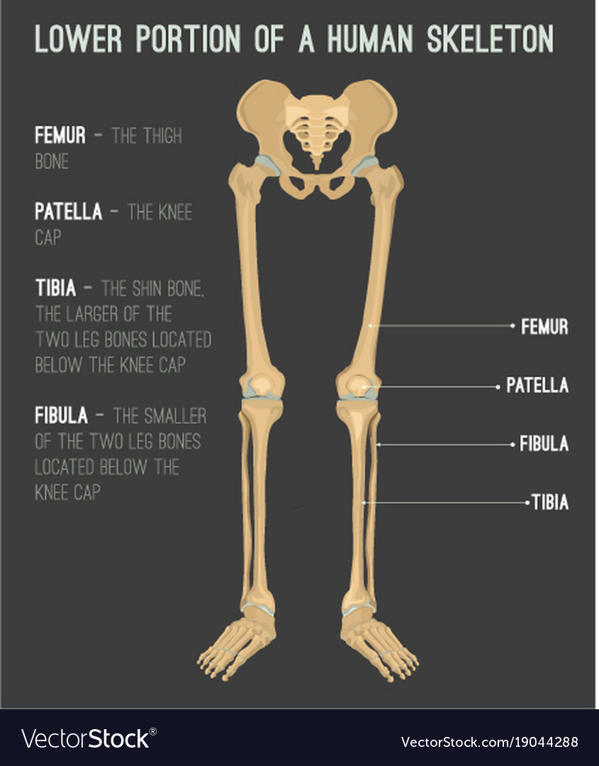 Human Leg Bone Anatomy