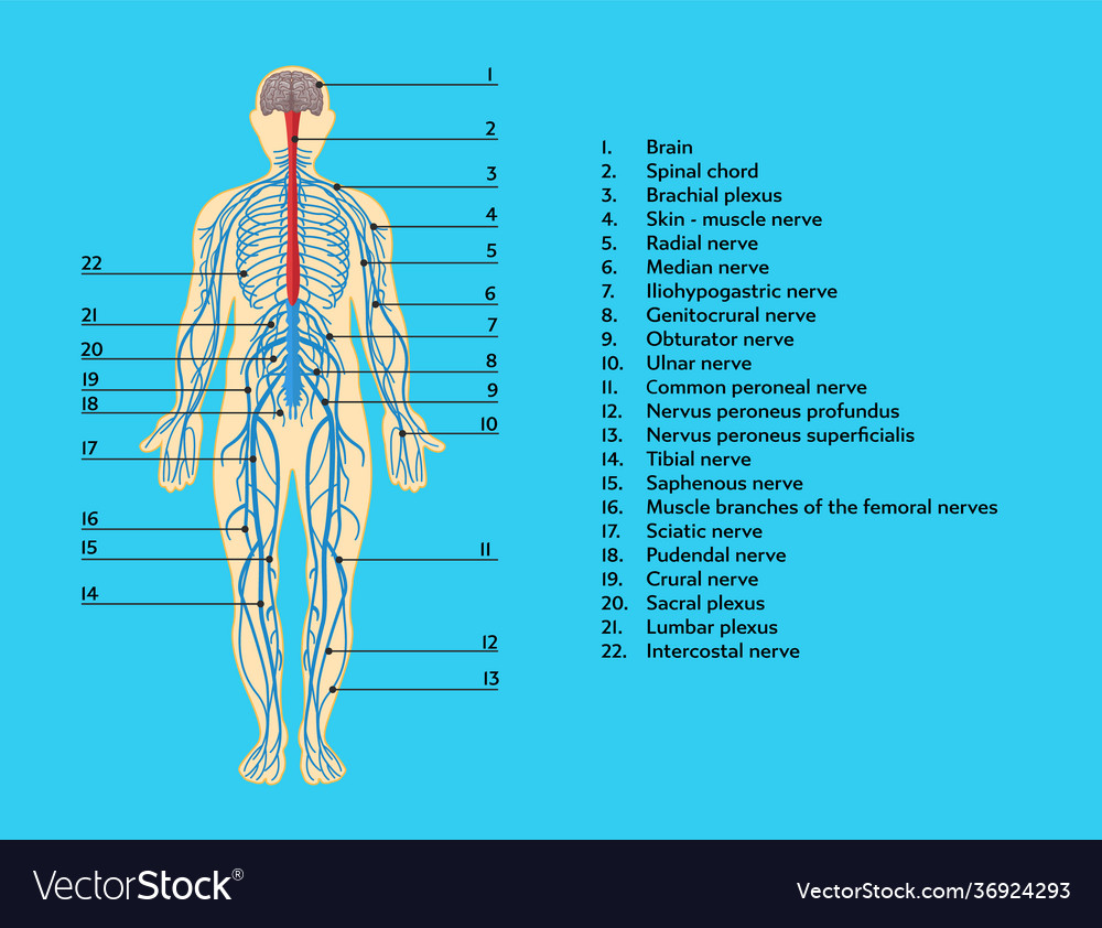 Infographics scheme anatomical structure Vector Image Biology Diagrams