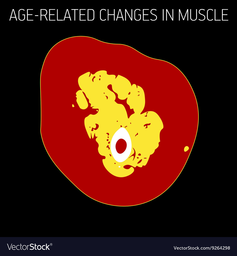 Age-related changes in muscle