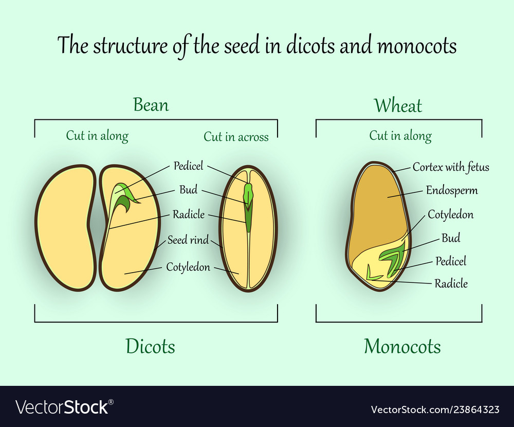 Bean Seed Structure