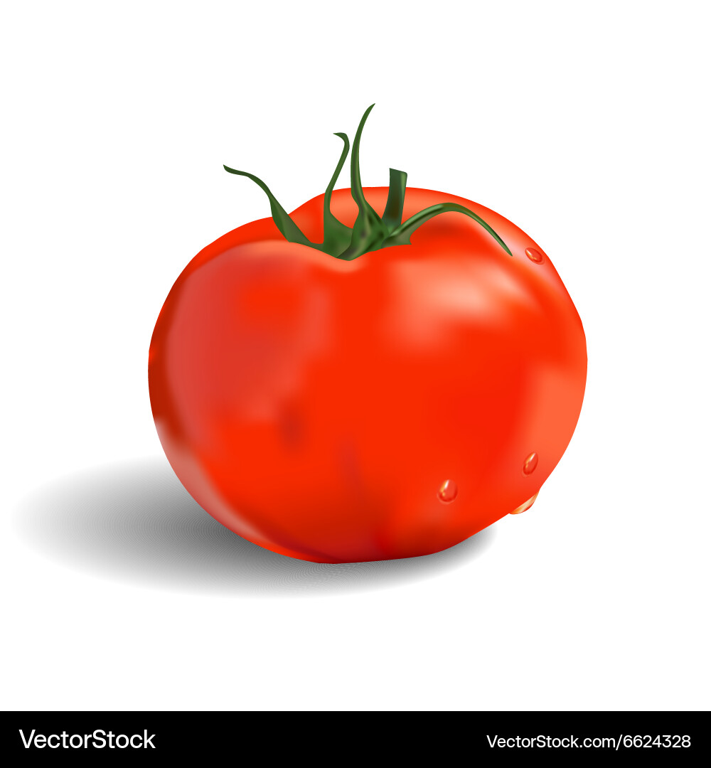 Isolated red tomato Royalty Free Vector Image - VectorStock