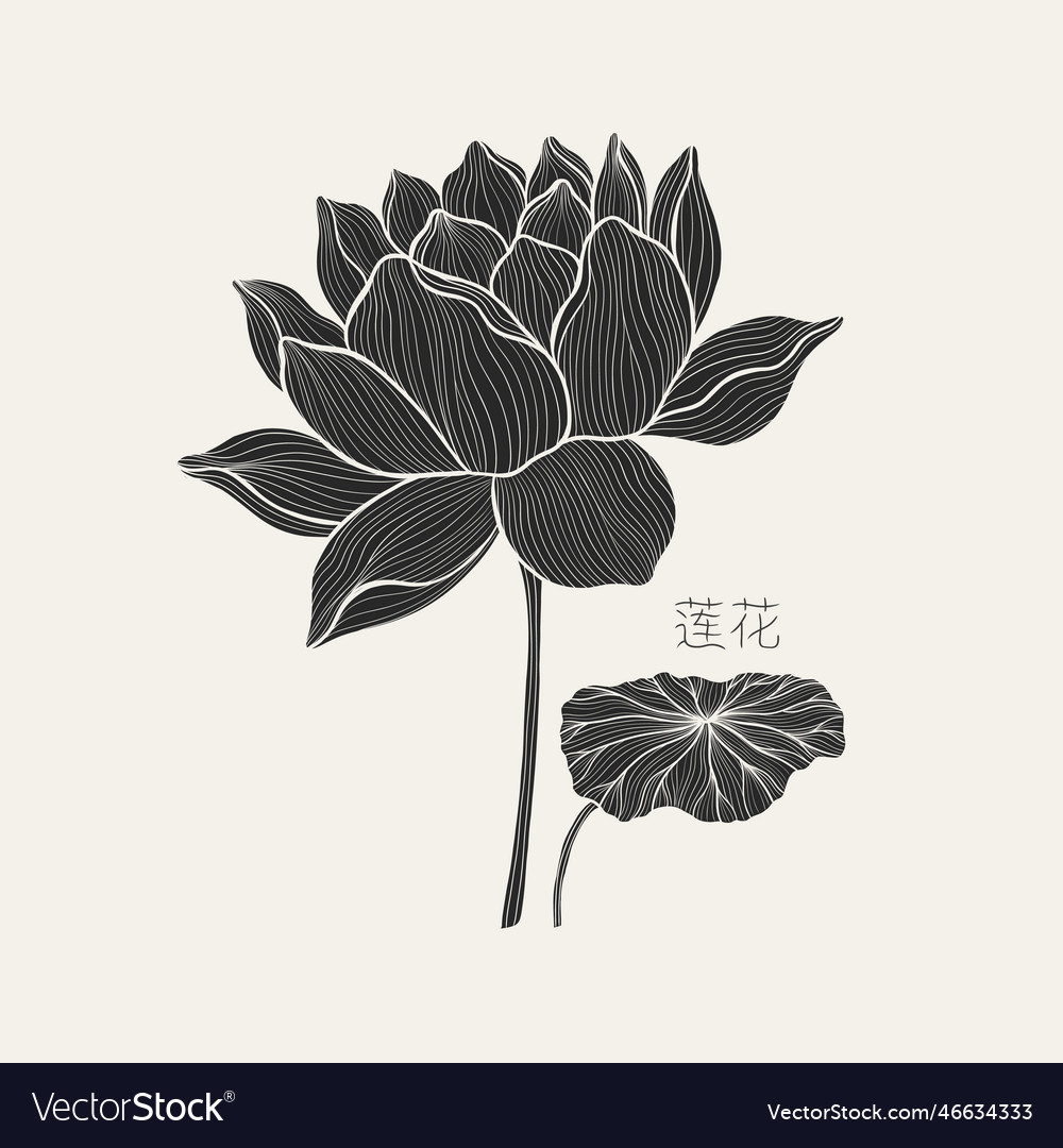 Freehand of a lotus with thin graceful lines Vector Image Freehand of a lotus with thin graceful lines Vector Image