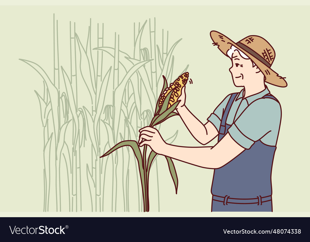 Elderly man farmer harvests corn at plantation for