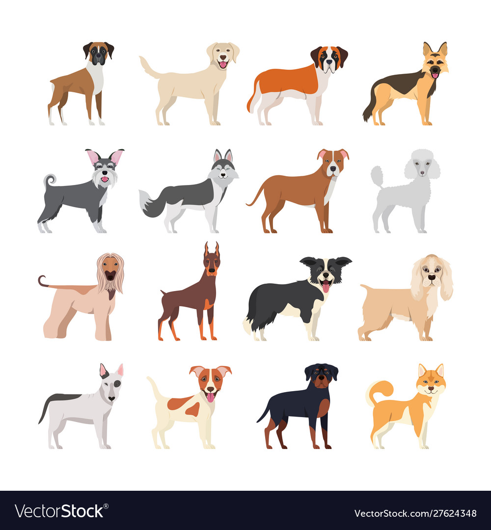 Bundle dog breeds group Royalty Free Vector Image