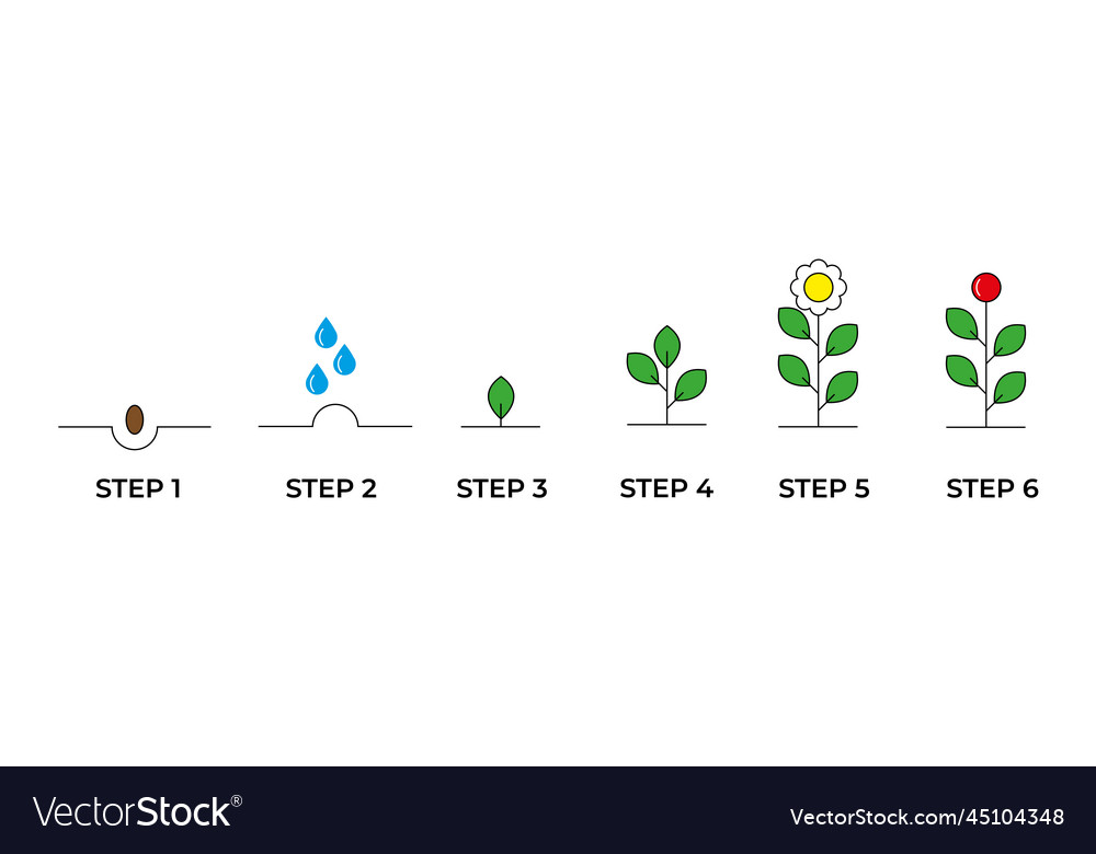 Growing plant stages seeds watering step sprout