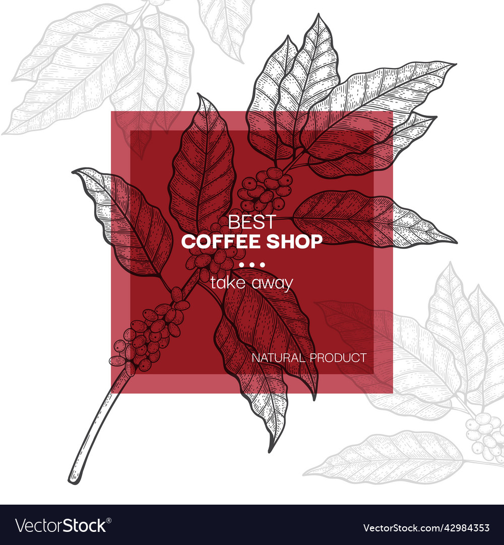 Coffee beans and plants sketch vintage tree leaf vector image Coffee beans and plants sketch vintage tree leaf