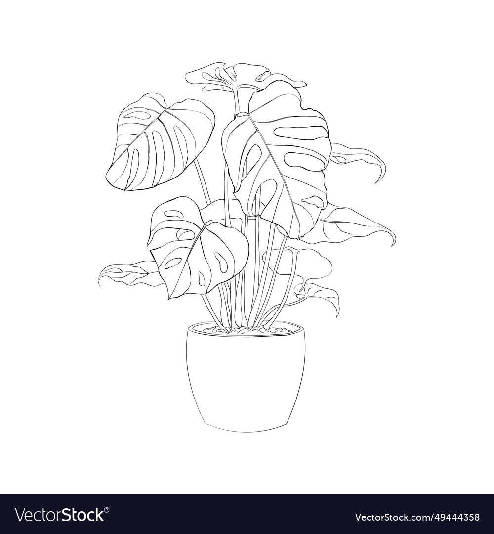 Monstera albo drawing indoor plant Royalty Free Vector Image