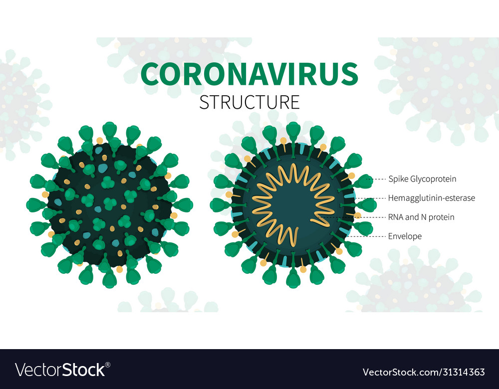 Internal structure and anatomy virus covid-19 Vector Image