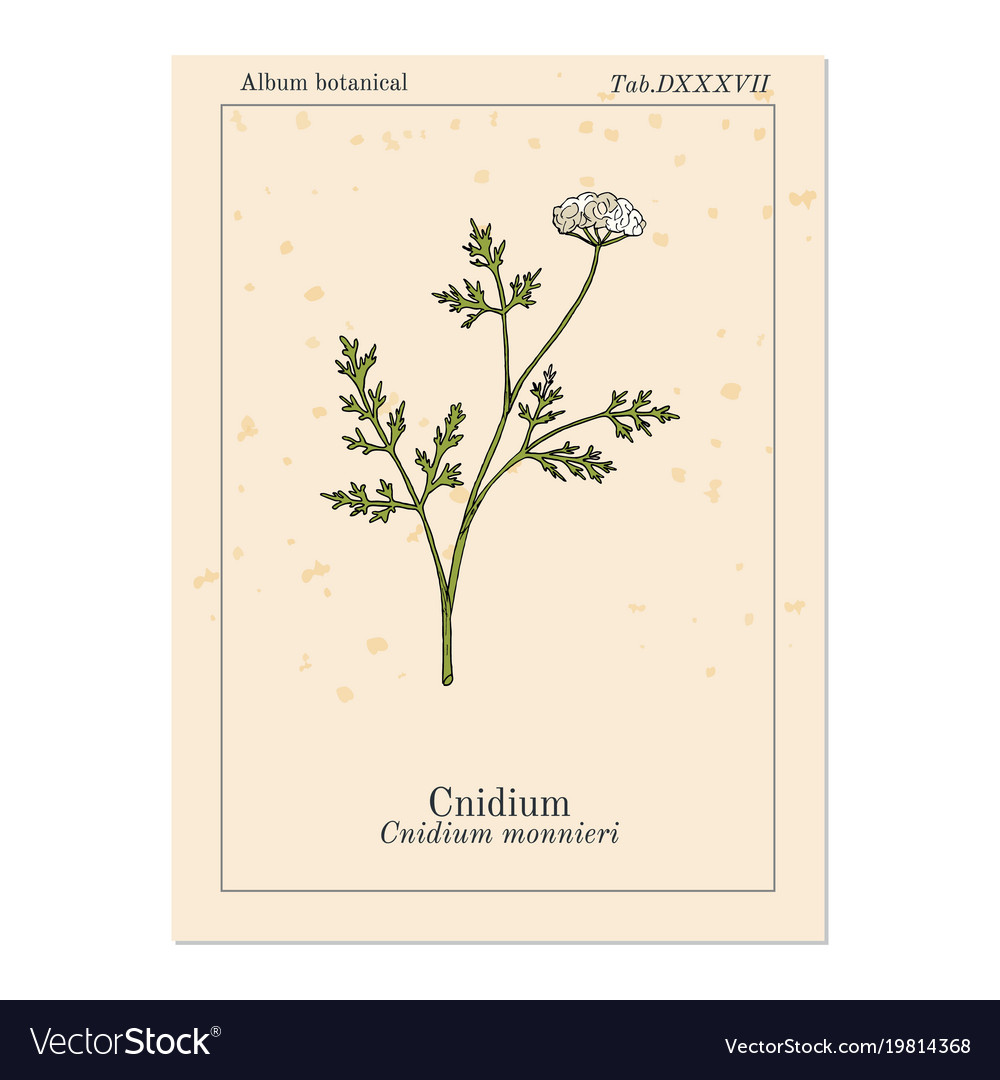 Cnidium monnieri or monnier snowparsley Royalty Free Vector