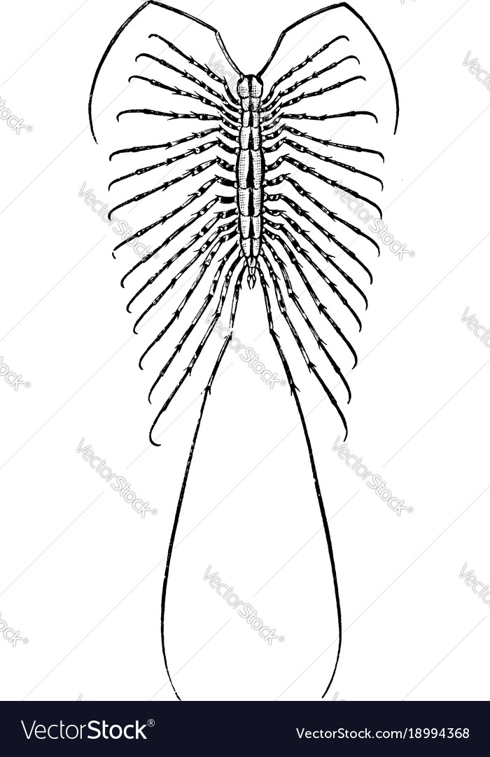 House centipede vintage Royalty Free Vector Image