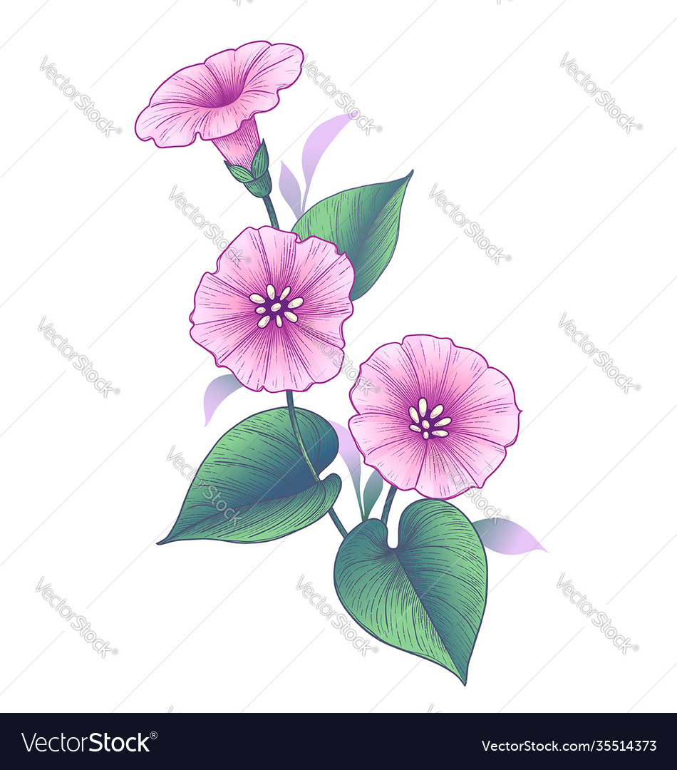 Hand drawn pink bindweed flower with leaves Vector Image