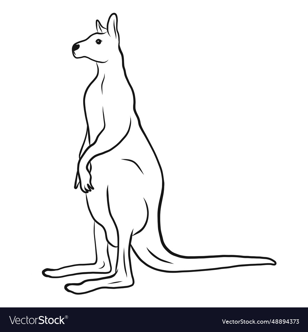 Kangaroo standing sketch Royalty Free Vector Image