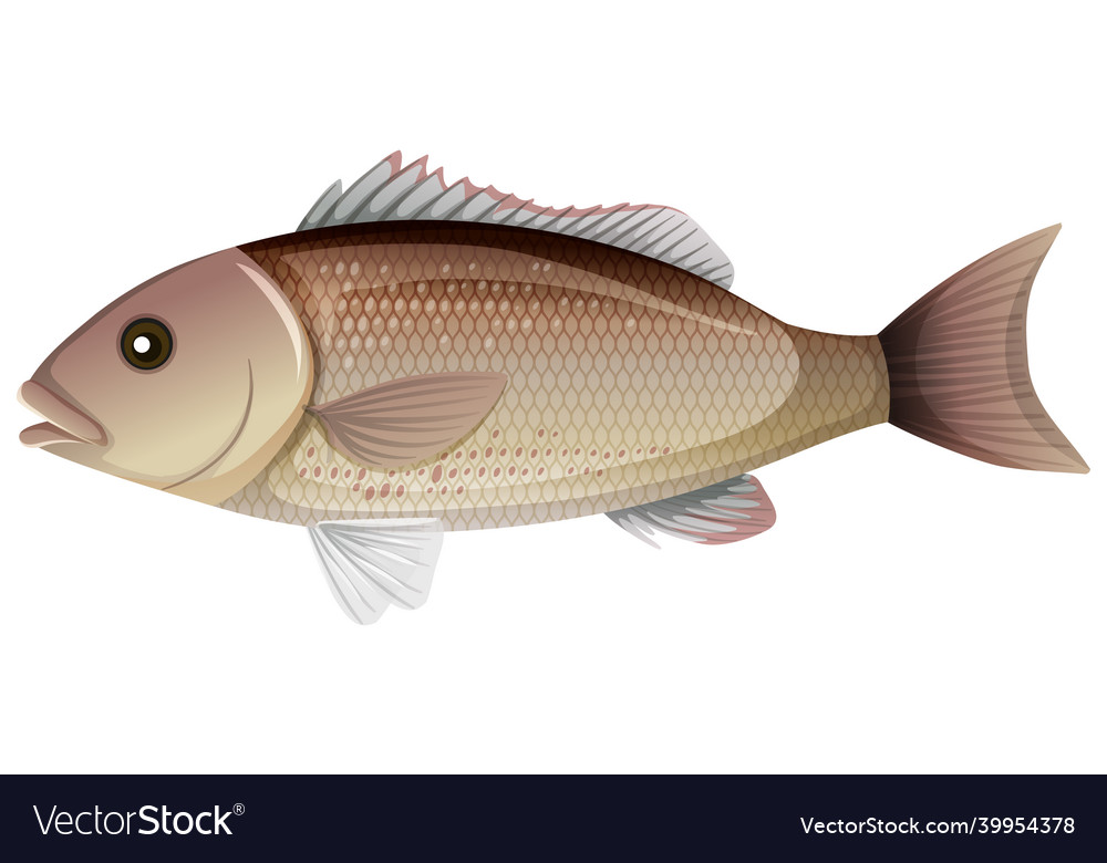 Mangrove snapper or gray in cartoon style