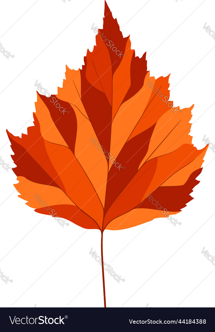 Birch tree leaf Royalty Free Vector Image VectorStock
