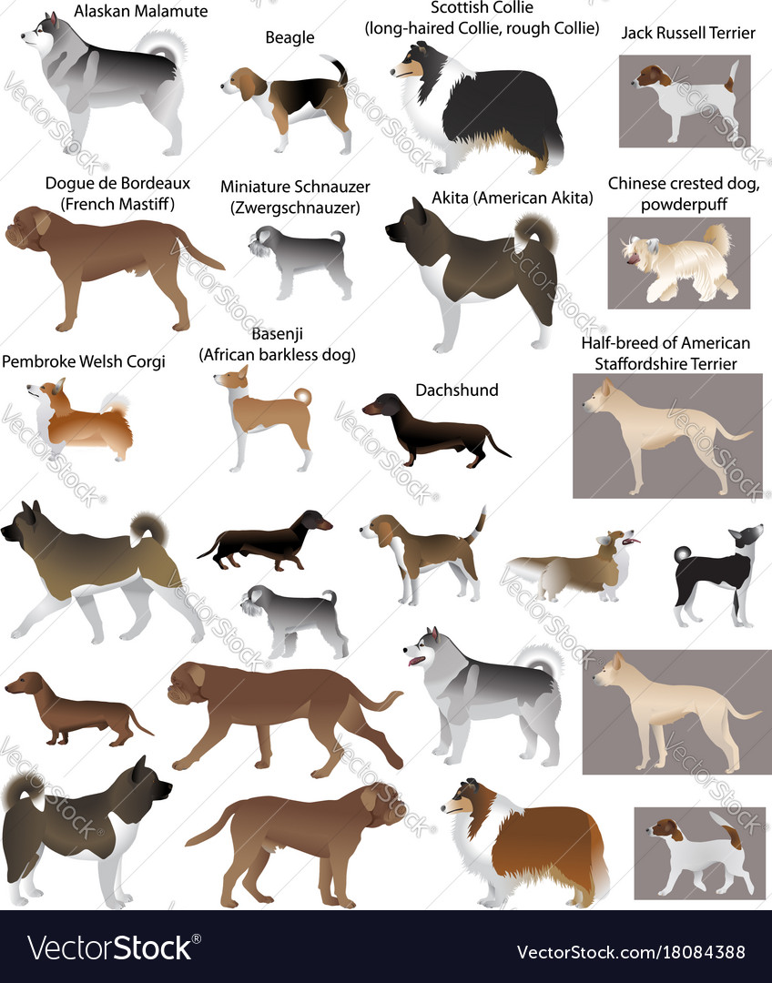 Dog show Royalty Free Vector Image - VectorStock