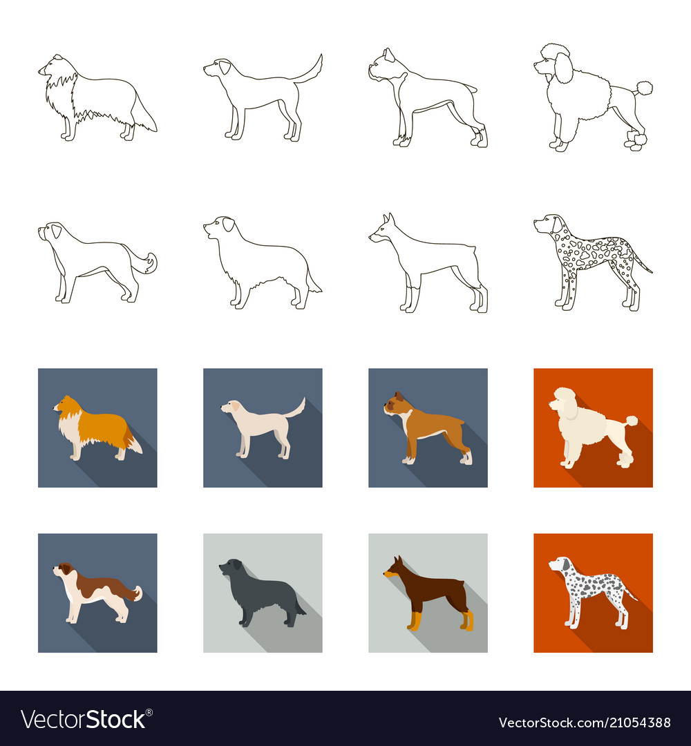 St bernard retrieverdoberman labrador dog Vector Image