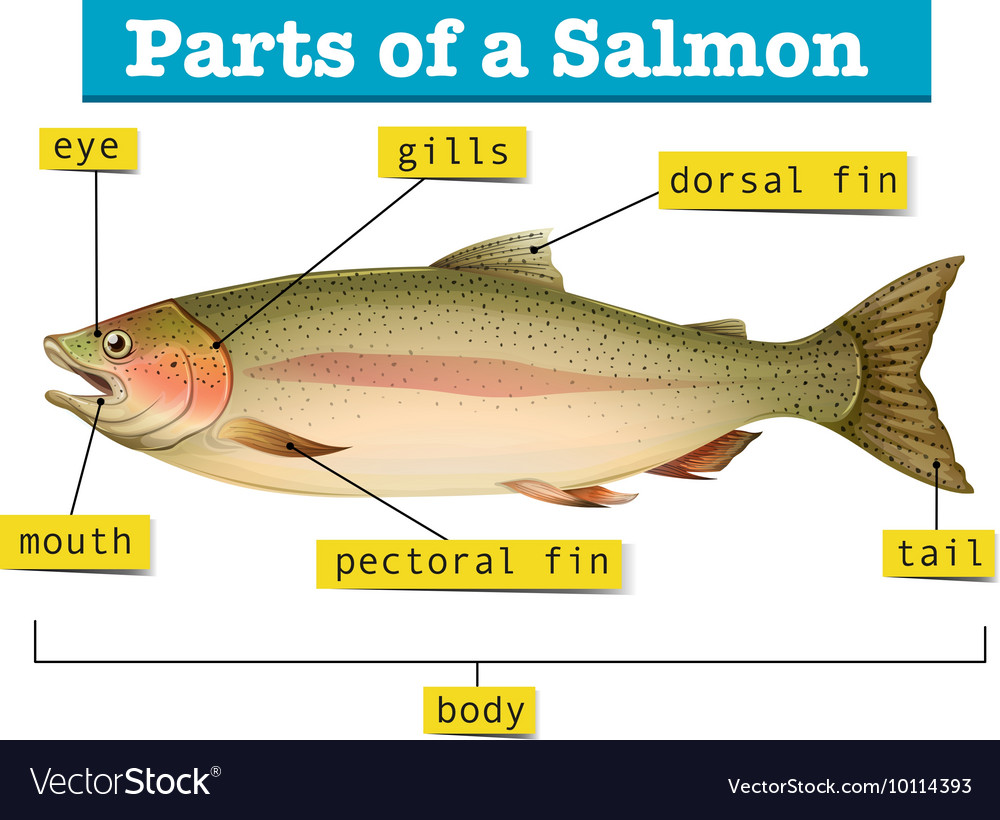 Diagram showing parts of salmon