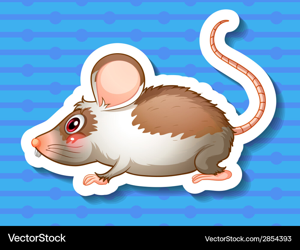 Rat Royalty Free Vector Image - VectorStock