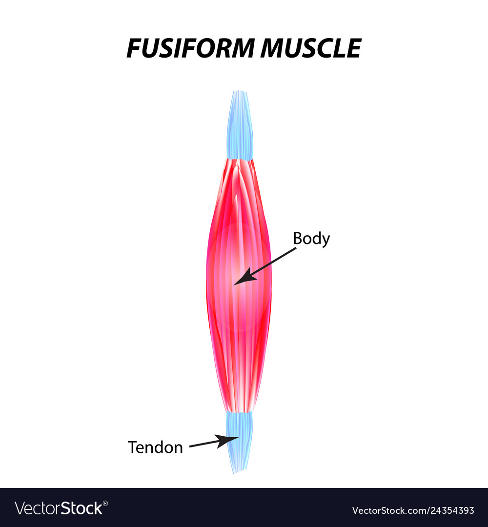 Structure of skeletal muscle fusiform