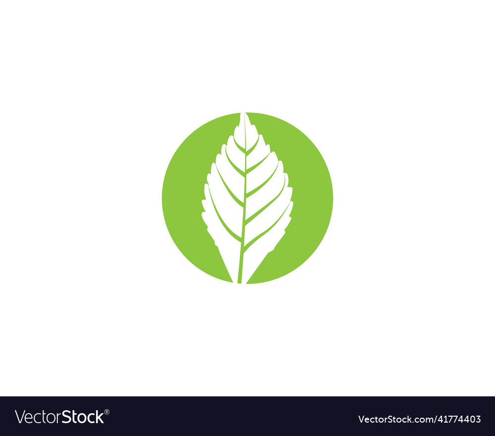 Mint leaf Royalty Free Vector Image - VectorStock