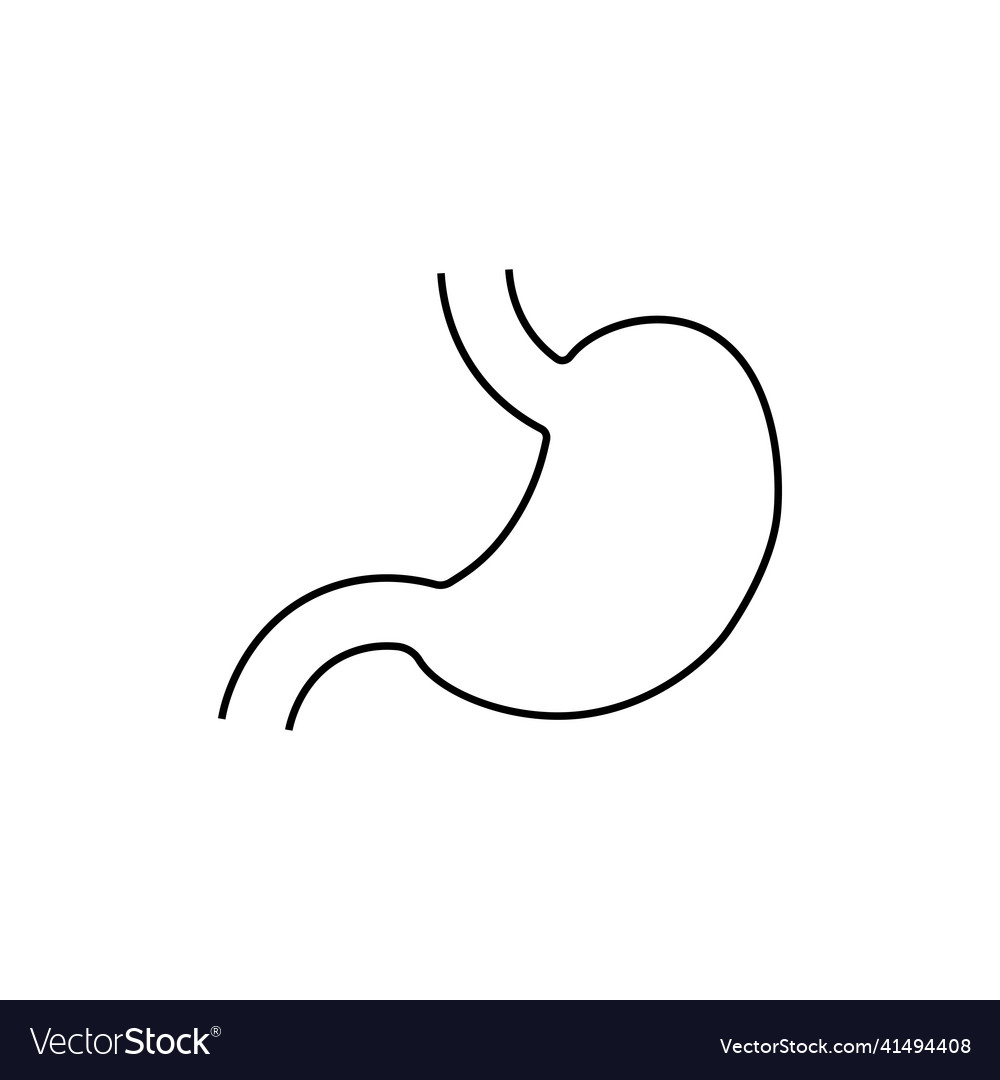 Simple stomach line icon symbol and sign design Vector Image