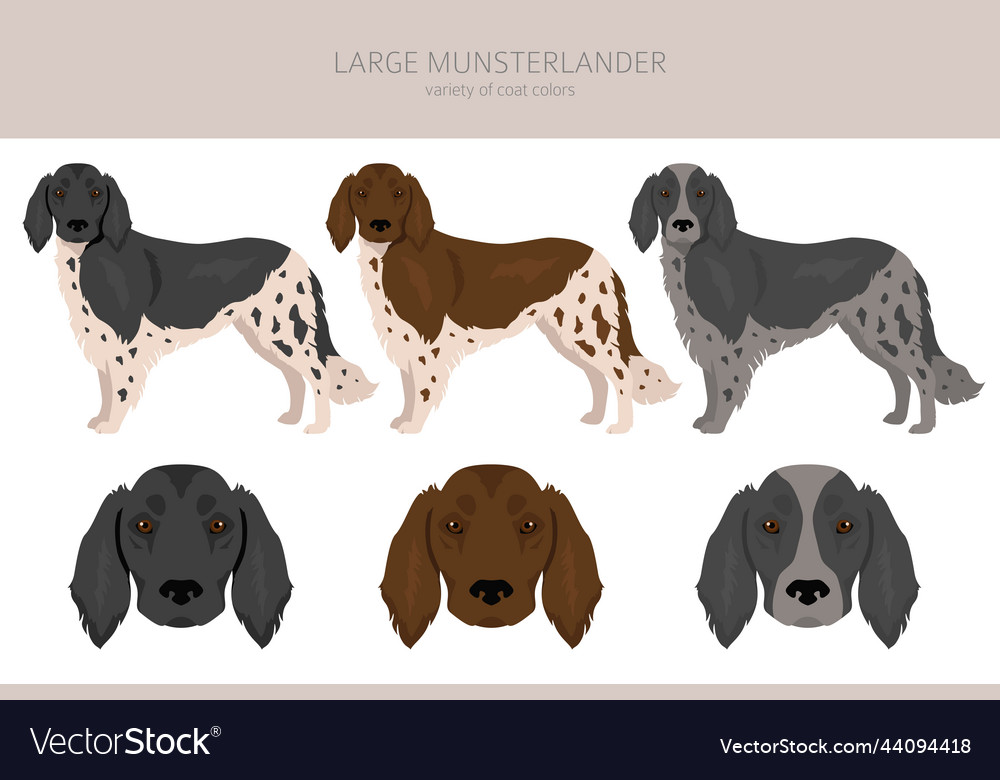 Large hotsell munsterlander price