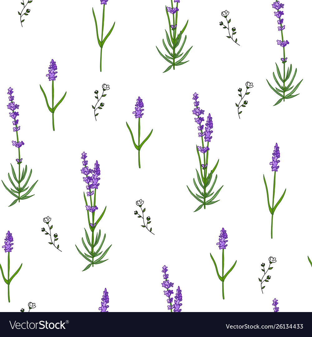 Seamless lavender pattern isolated on white Vector Image