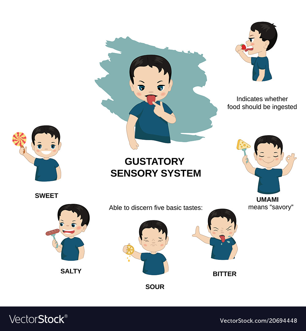 Human senses of senses Royalty Free Vector Image