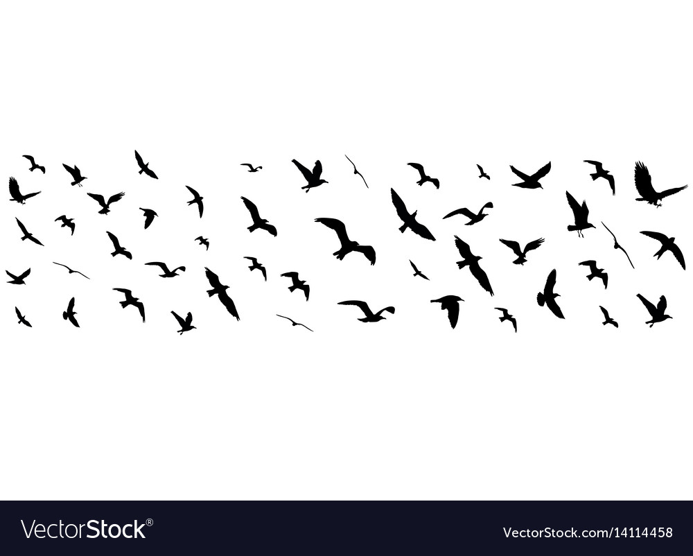 Flying Birds Silhouettes On White Background Vector Image 1837