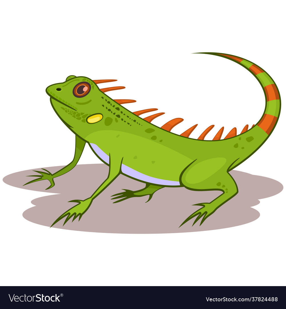 Iguana