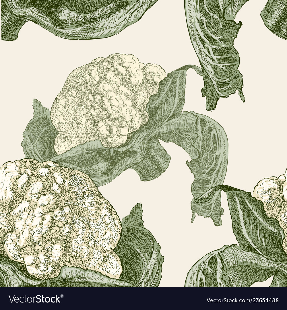 Pattern of the ripe cauliflower Royalty Free Vector Image