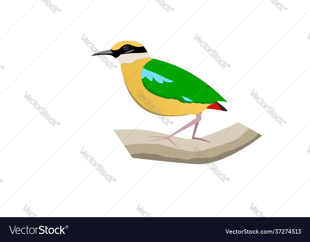 Indian pitta