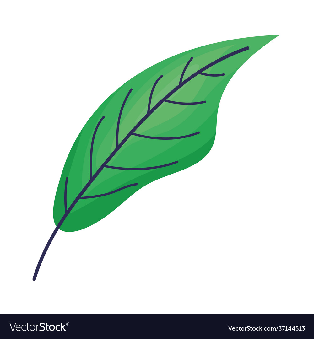 Leaf and stem Royalty Free Vector Image - VectorStock