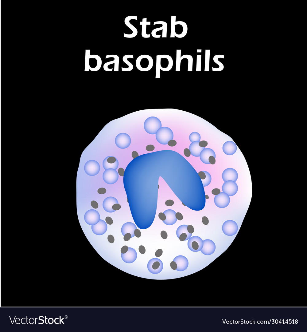 Basophils structure blood cells white Royalty Free Vector