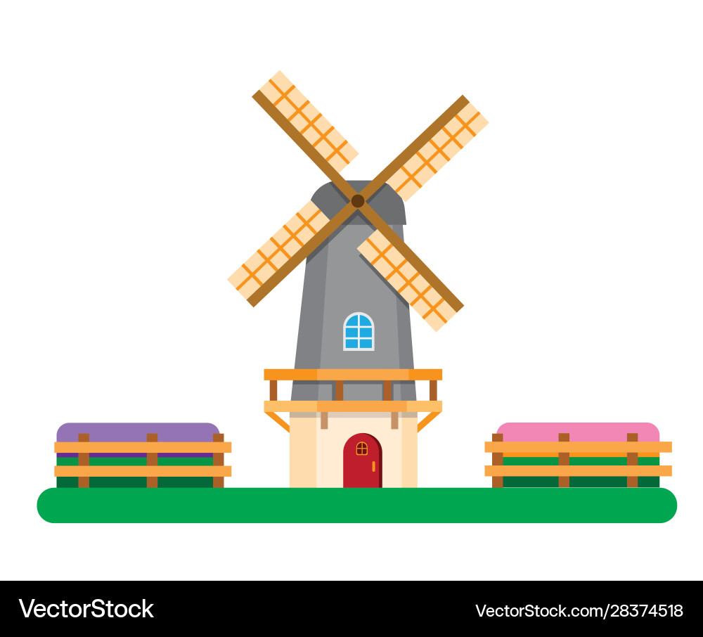 Dutch windmill between tulip fields flat Vector Image