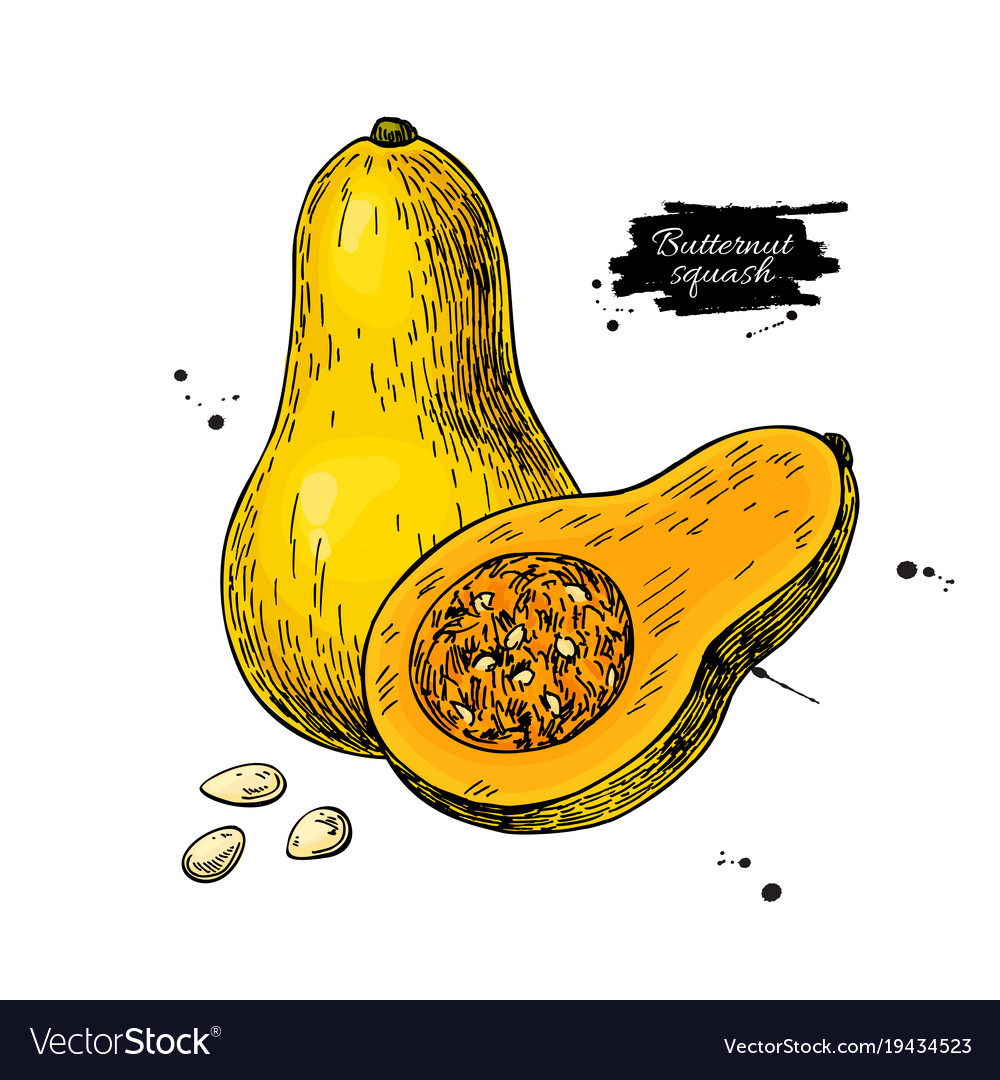 Butternut squash drawing isolated Royalty Free Vector Image