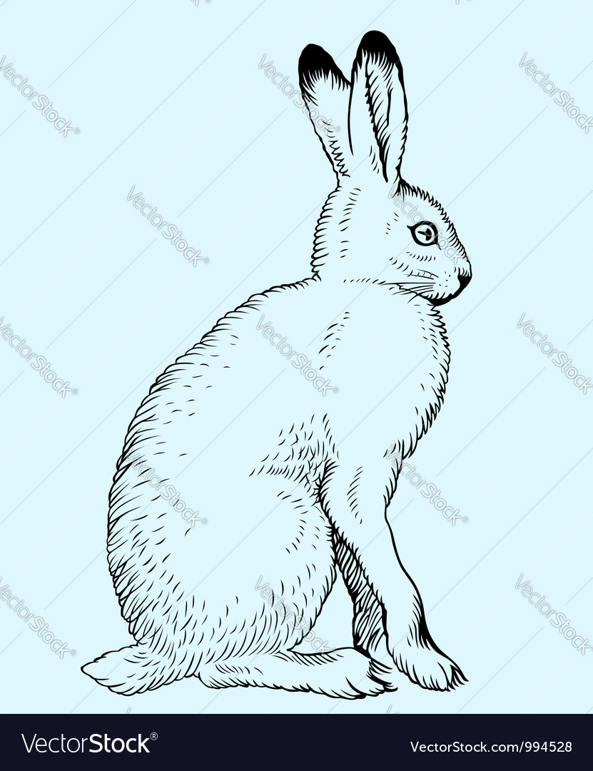 Hare