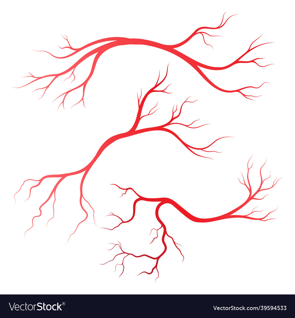 Human veins and arteries Royalty Free Vector Image