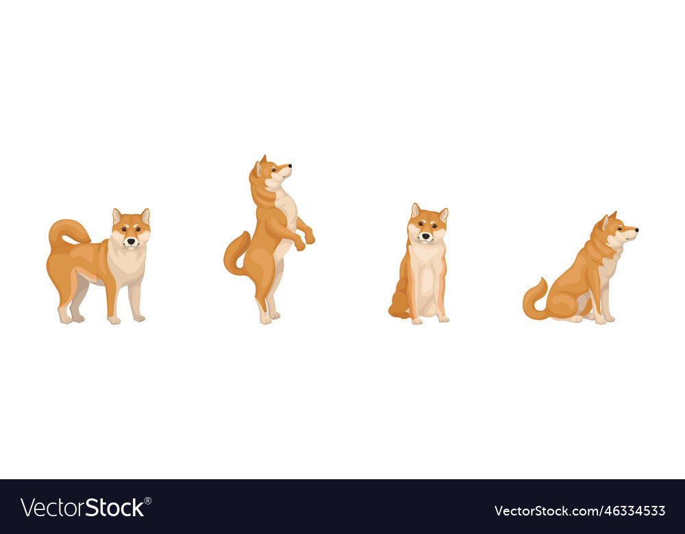 Shiba inu as breed of hunting dog from japan vector image Shiba inu as breed of hunting dog from japan