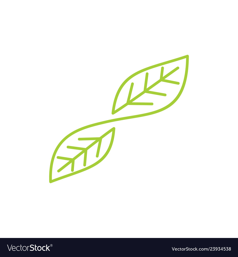 Leaf logo design template isolated