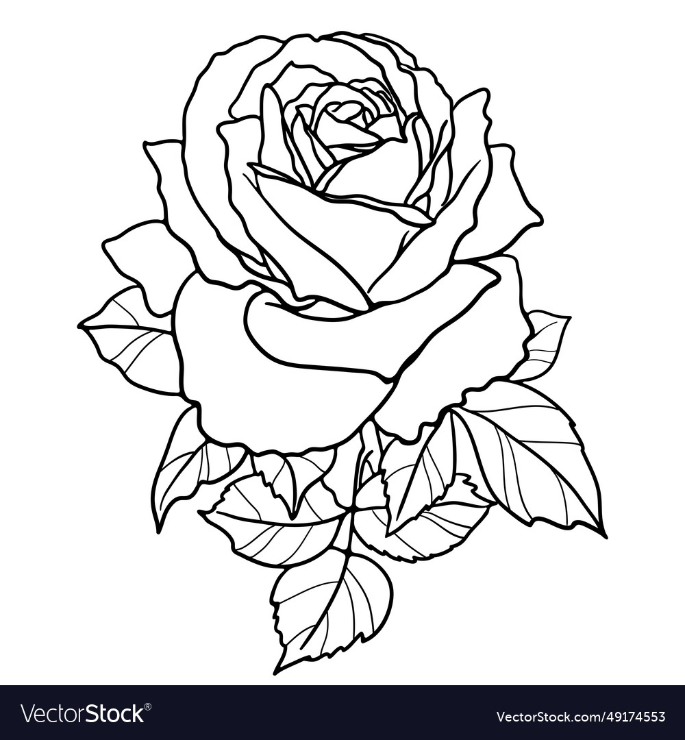 Line drawing of rose flower Royalty Free Vector Image