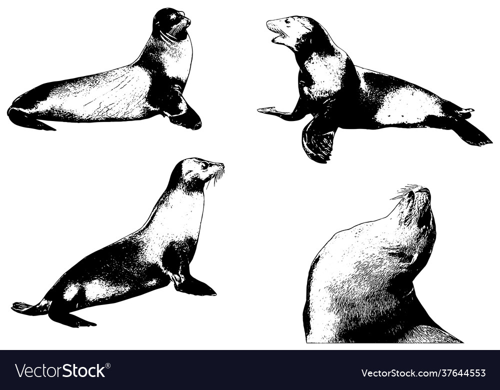 Sea animal seamless pattern with sea lion. Undersea world habitants print.  Hand drawn underwater life vector illustration. Funny cartoon marine  animals character for kid fabric, textile Stock Vector Image & Art -