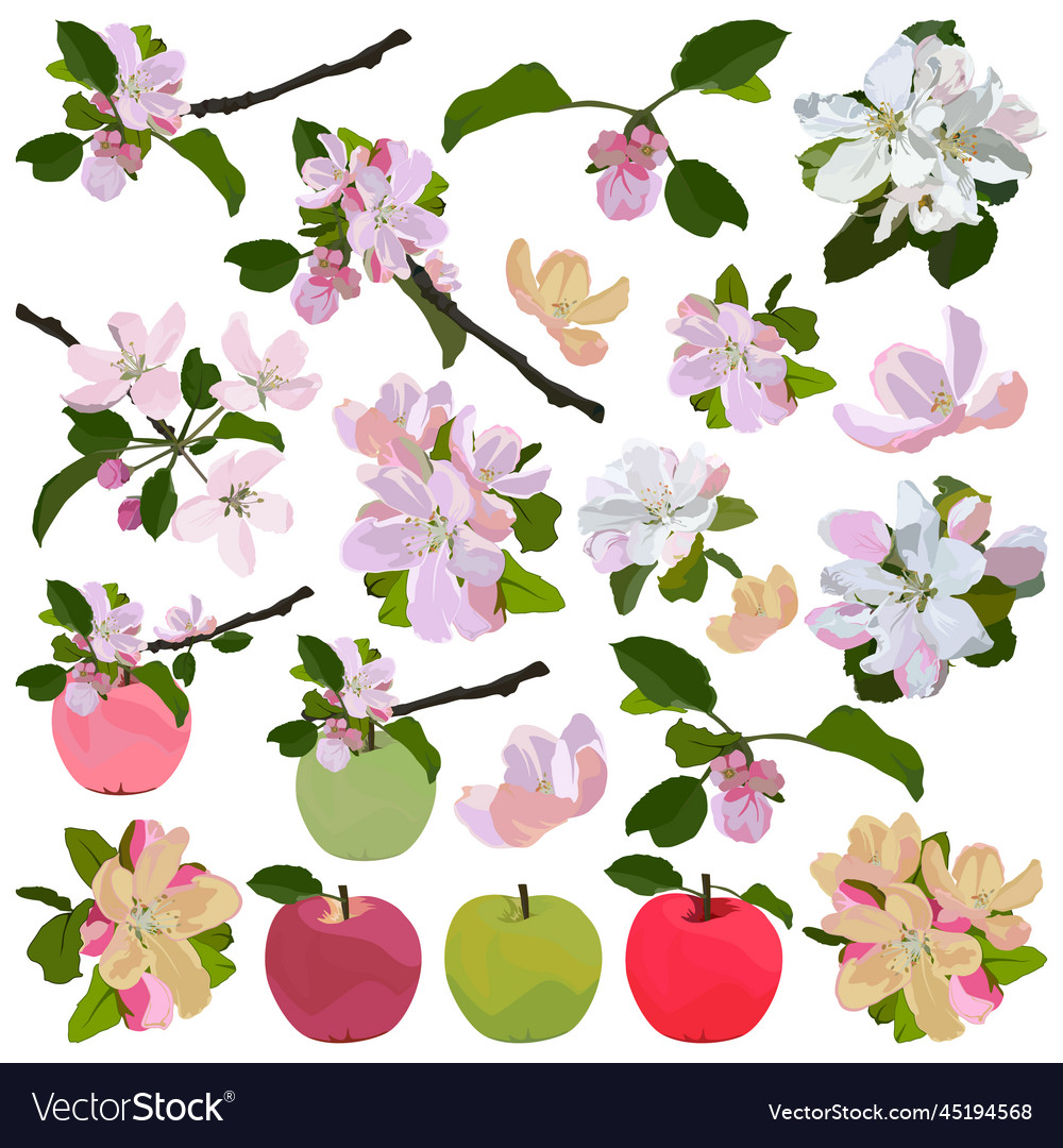 Apple blossom and fruit set beautiful tree Vector Image