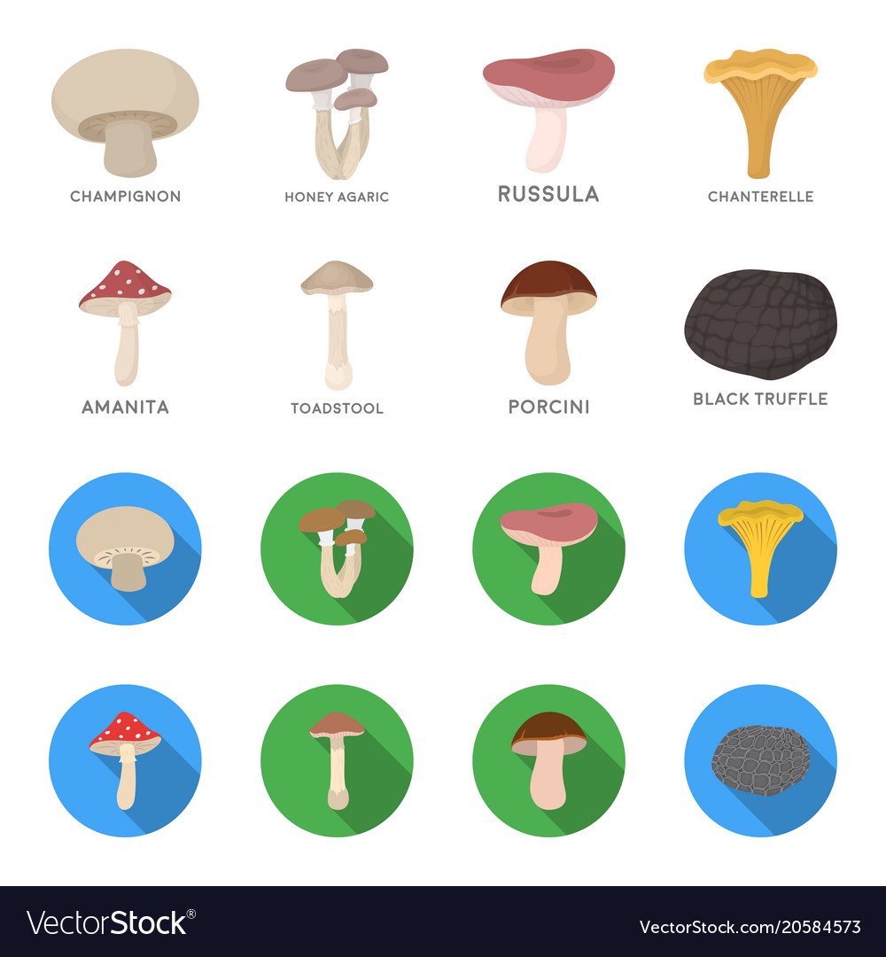 Amanita porcini black truffletoadstool set Vector Image